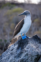0377 Galapagos 