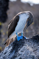 0378 Galapagos 