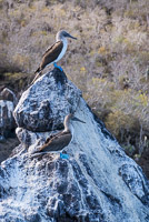0379 Galapagos 