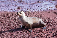 0383 Galapagos 
