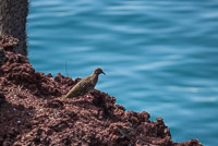 0405 Galapagos 