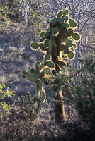 0465 Galapagos 