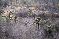 0475 Galapagos 