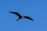 0508 Galapagos 