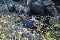 0509 Galapagos 