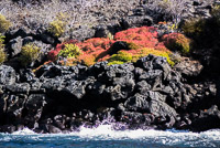 0519 Galapagos 