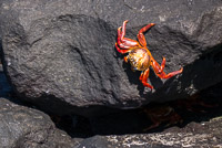 0524 Galapagos 