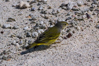 0534 Galapagos 