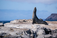 0544 Galapagos 
