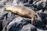 0547 Galapagos 
