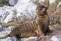 0641 Galapagos 