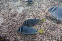 0713 Galapagos 