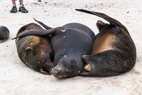 0722 Galapagos 