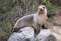 0725 Galapagos 
