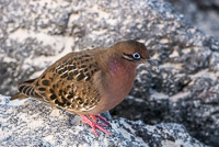 0758 Galapagos 