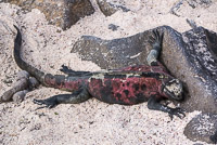 0781 Galapagos 