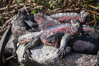 0790 Galapagos 