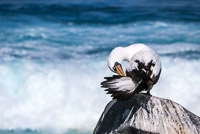 0801 Galapagos 