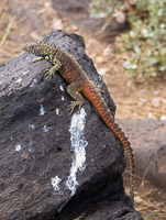 0851 Galapagos 