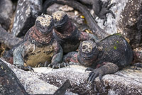 0860 Galapagos 