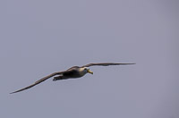 0881 Galapagos Waved Albatross