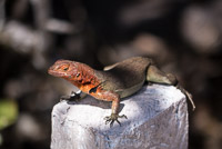 0892 Galapagos 