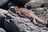 0897 Galapagos 