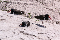 0902 Galapagos 