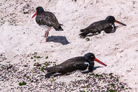 0905 Galapagos 