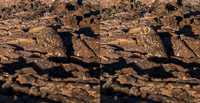 0935 Galapagos Short Eared Owl