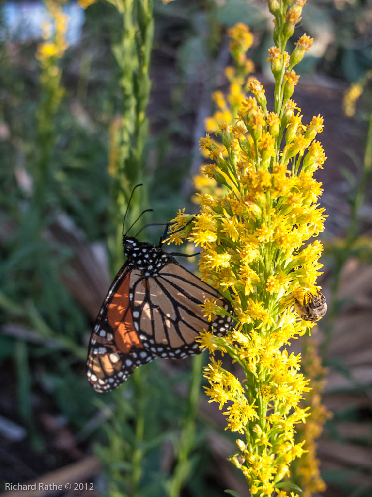 Monarch (and Friend) Feeding