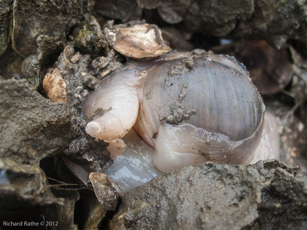 Tidepool Snail