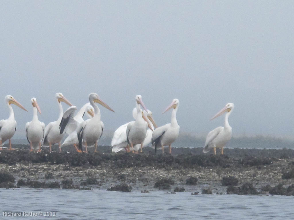 White Pelicans