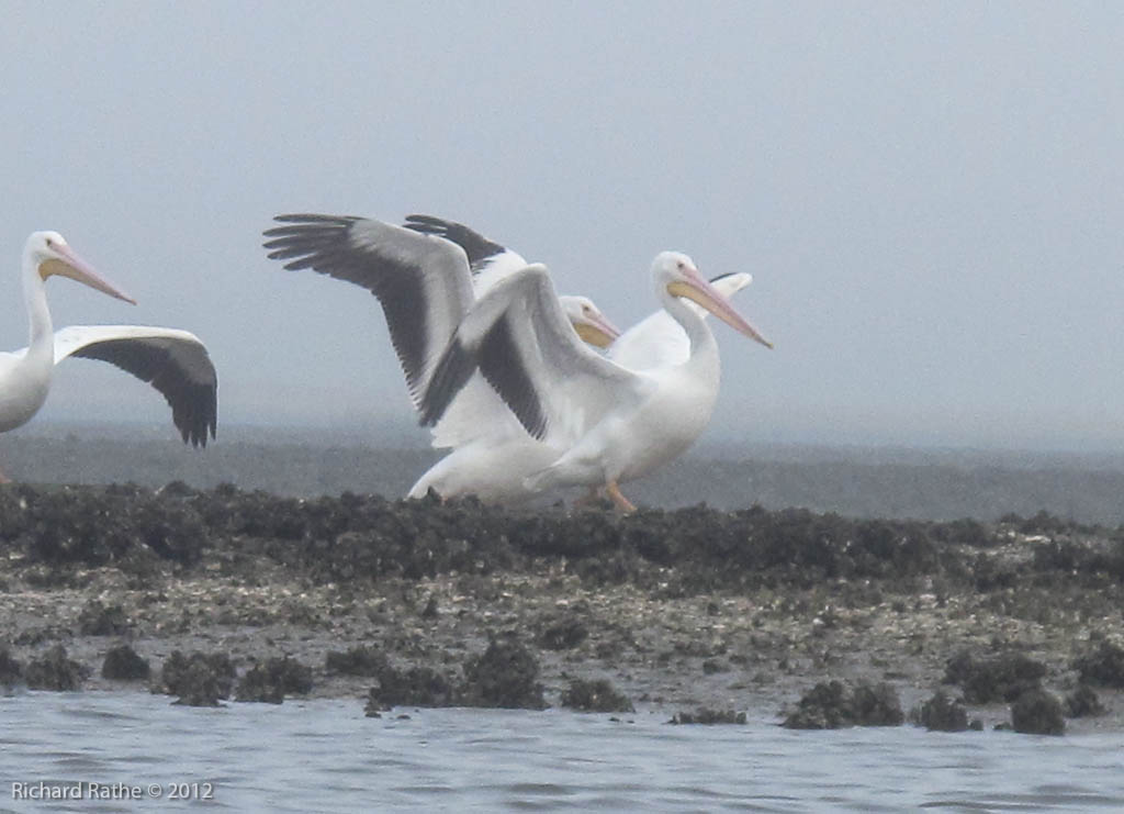 White Pelicans