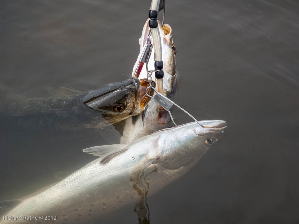 Nice Stringer of Fish!