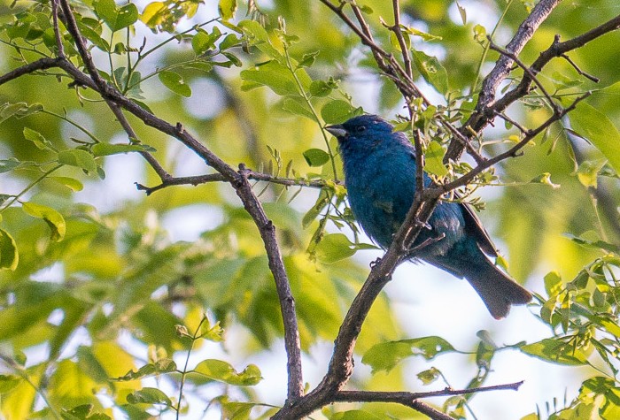 Indigo Bunting
