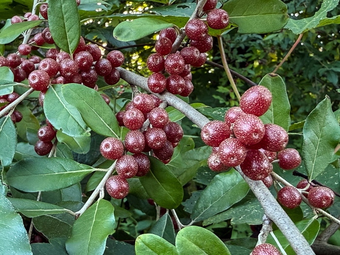 Autumn Olive Berries