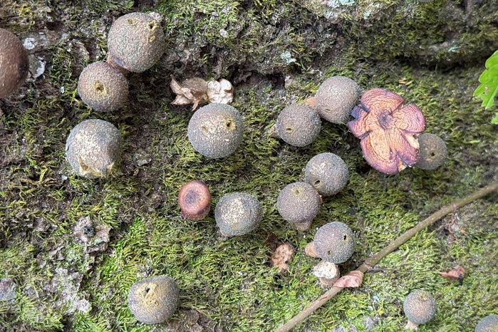 Puffballs