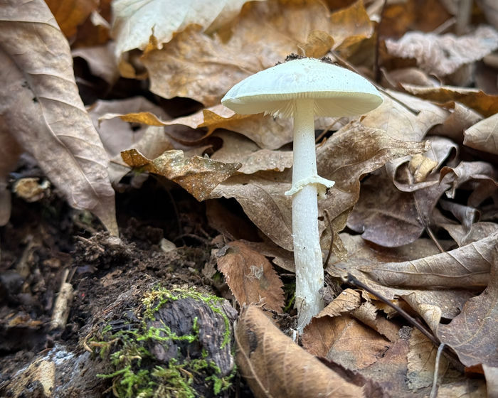 Amanita Mushroom