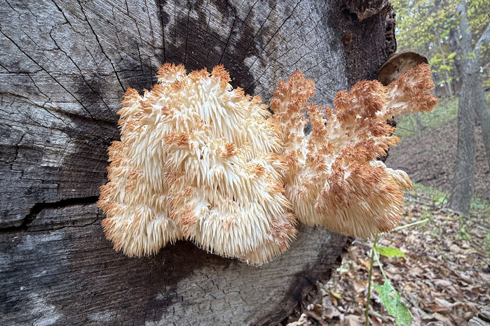 Lion's Mane (Hericium erinaceus)