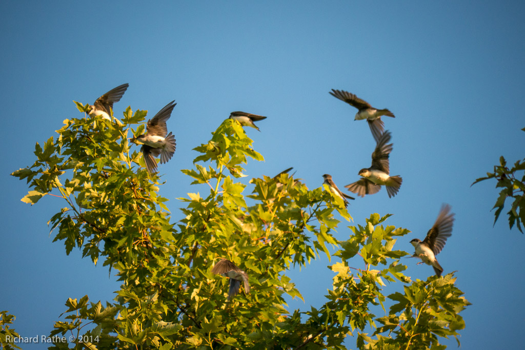 Northern Rough-Winged Swallow