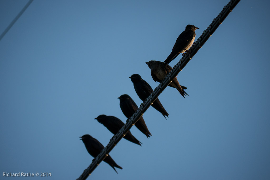 Purple Martin