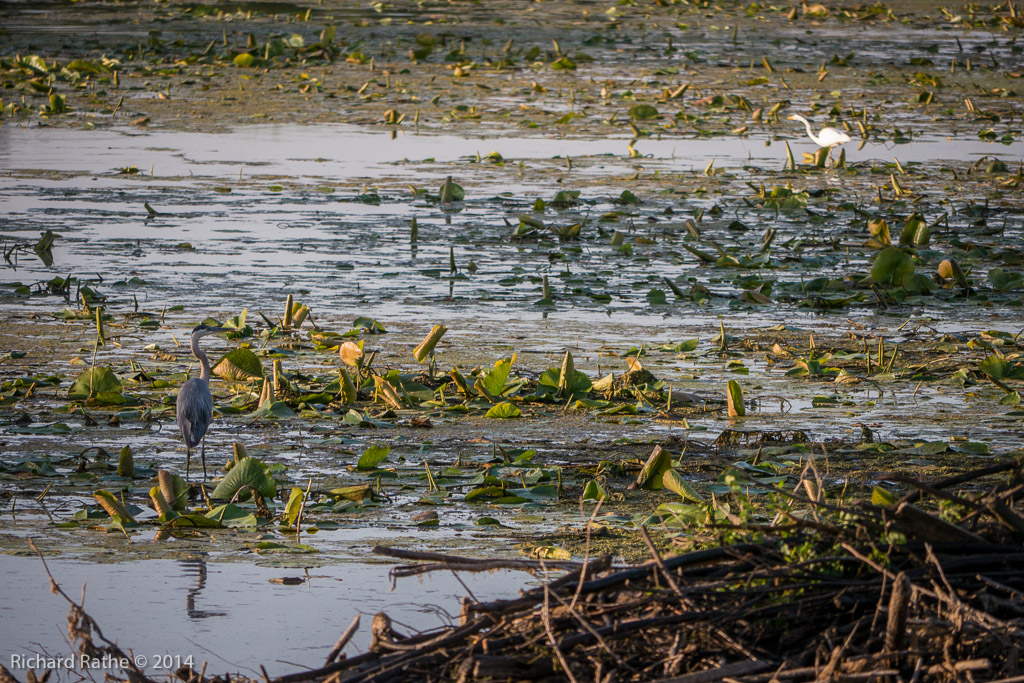 Great Blue Heron with Great Egret