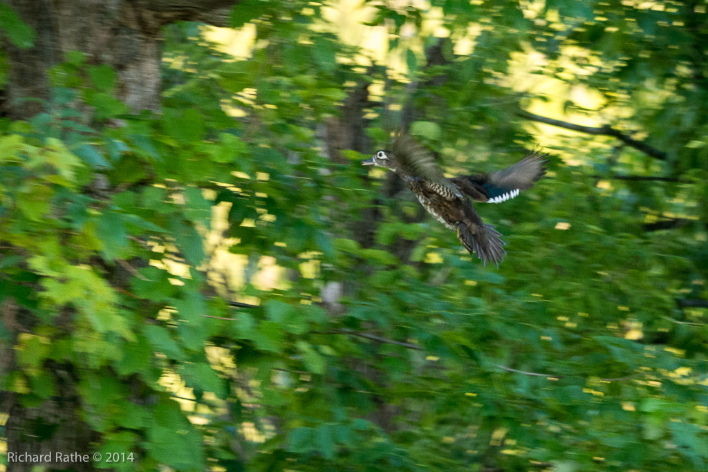 Wood Duck