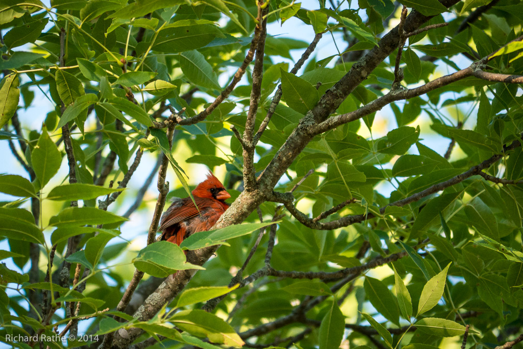 Northern Cardinal