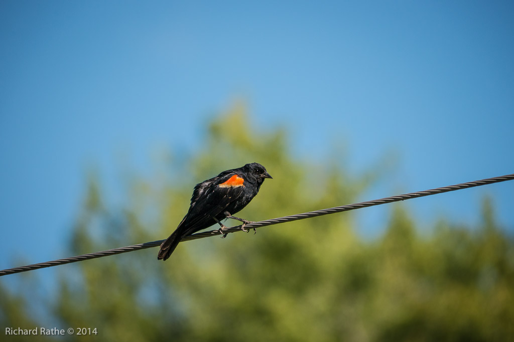 Red-Winged Blackbird