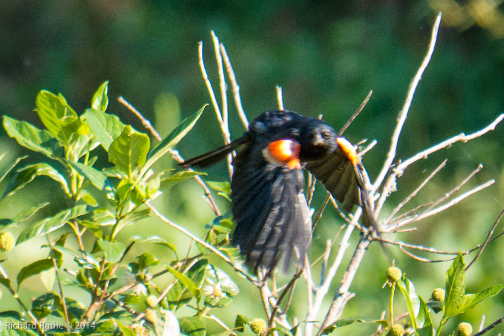 Red-Winged Blackbird