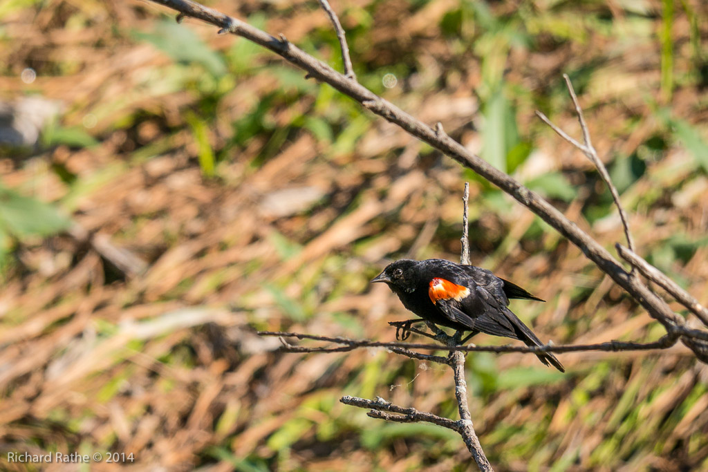 Red-Winged Blackbird