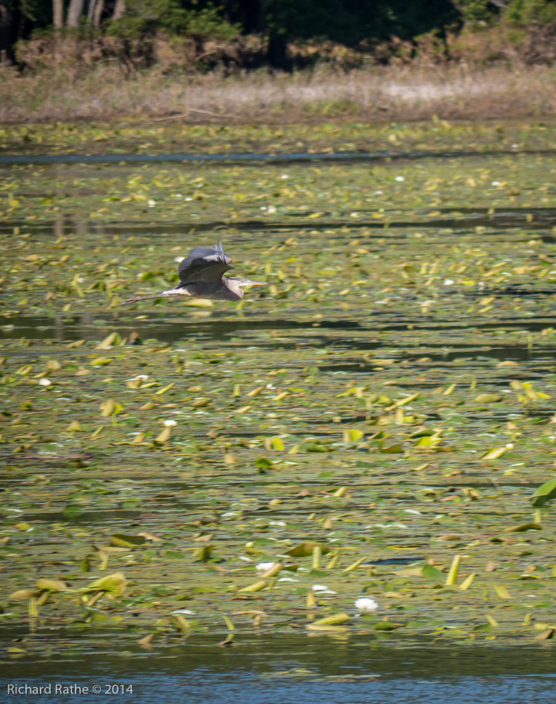 Great Blue Heron