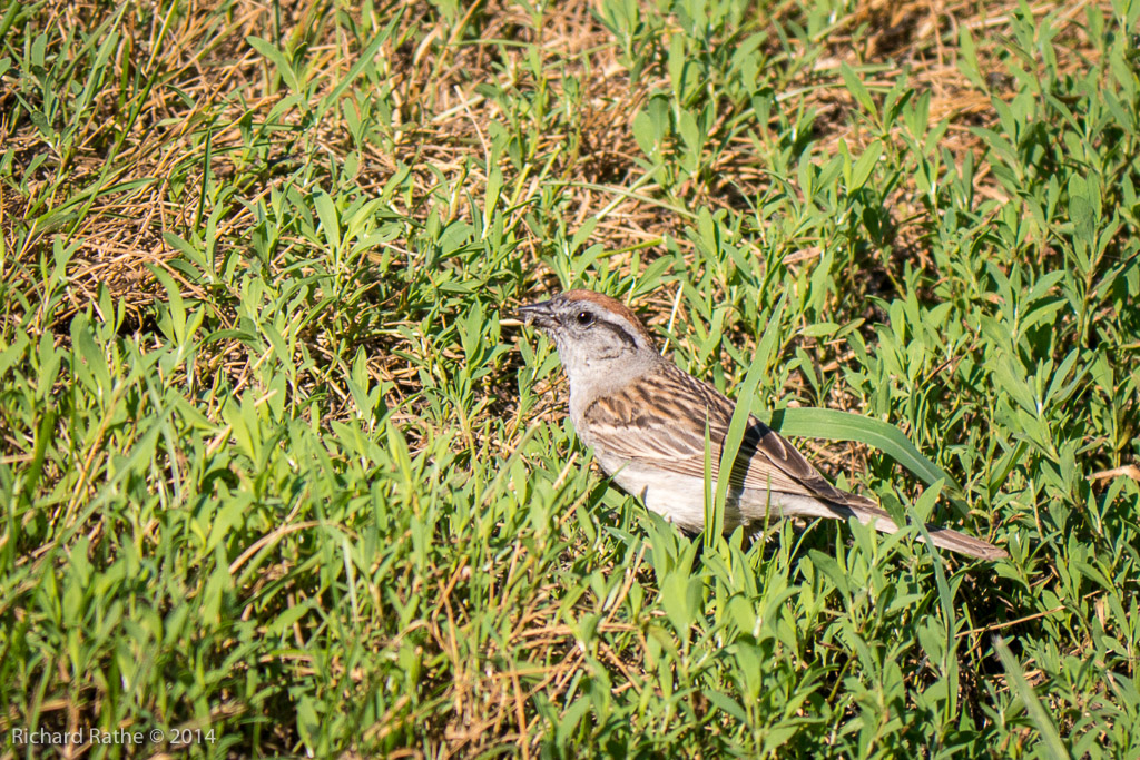 Chipping Sparrow